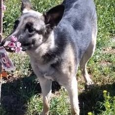 Valkyrie, ADOPTABLE, Young Female German Shepherd Dog.