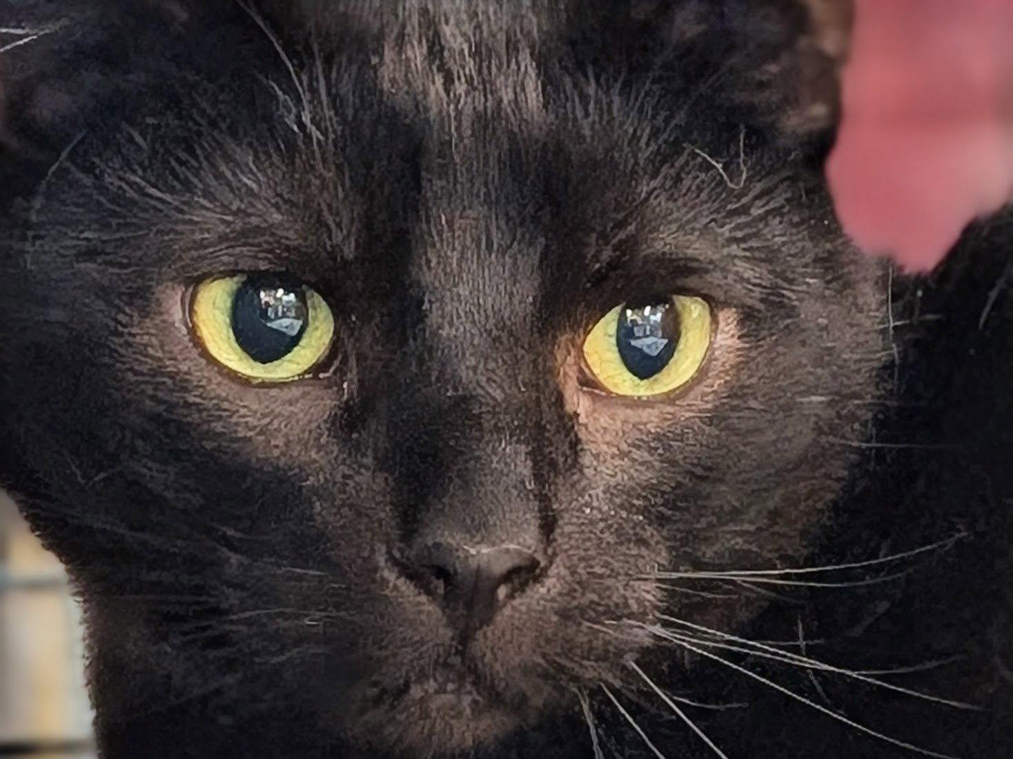 Echo, Adoptable, Adult Male Domestic Short Hair.