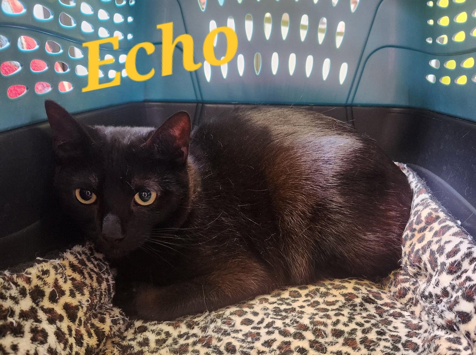 Enlarge Echo, a Adoptable Domestic Short Hair in Monrovia, CA image 2/3