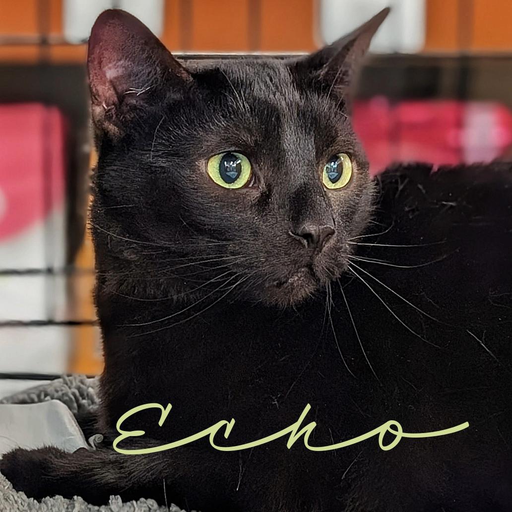 Enlarge Echo, a Adoptable Domestic Short Hair in Monrovia, CA image 1/3