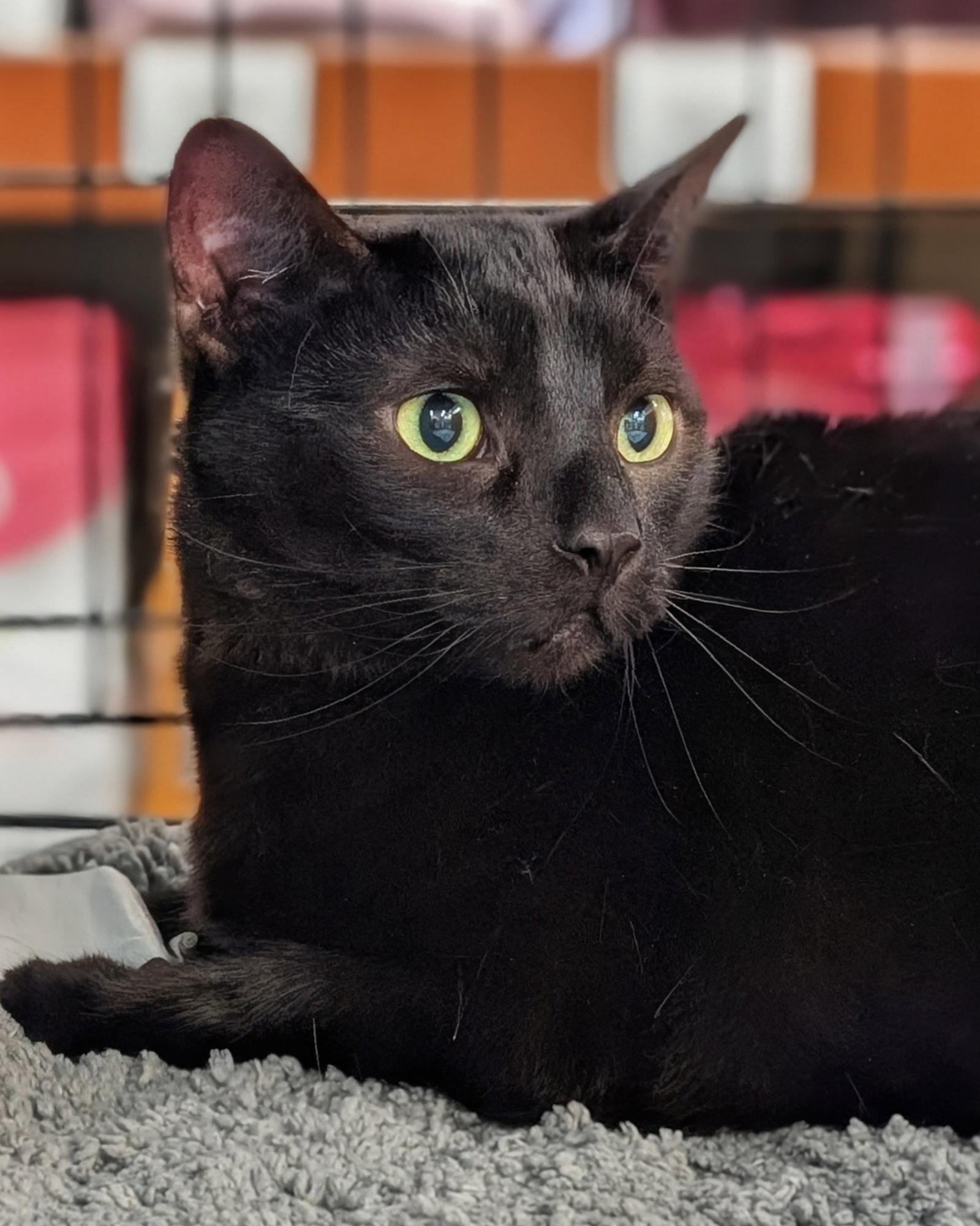 Enlarge Echo, a Adoptable Domestic Short Hair in Monrovia, CA image 3/3