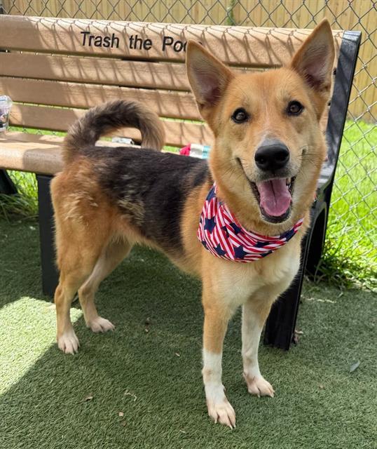 Enlarge ZAZA, a Adoptable Mixed Breed in Columbia, SC image 1/1