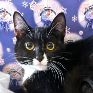 LOVELY LOTUS - SNUGGLY SIBERIAN! — thumbnail 3