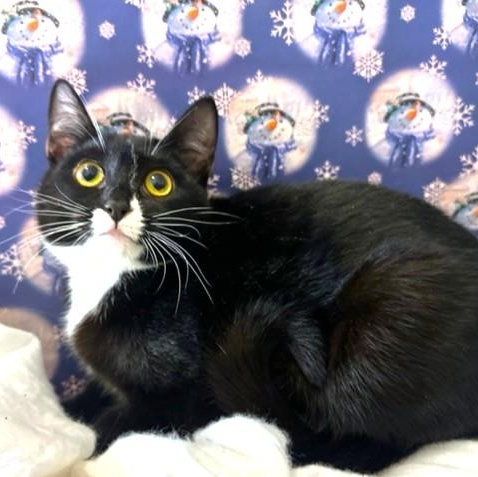 LOVELY LOTUS - SNUGGLY SIBERIAN! — thumbnail 4