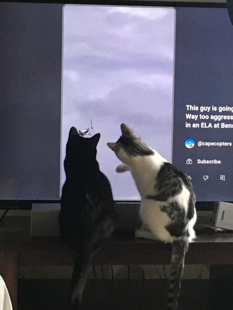 Clay (bonded with Tiny Diamond), Adoptable, Young Male Domestic Short Hair & Tabby.