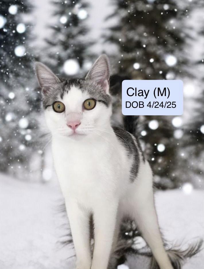 Enlarge Clay (bonded with Tiny Diamond), a Adoptable mixed breed in Vacaville, CA image 2/2