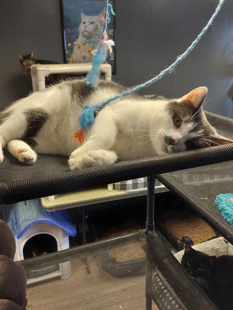 Habanero, Adoptable, Young Female Domestic Short Hair.