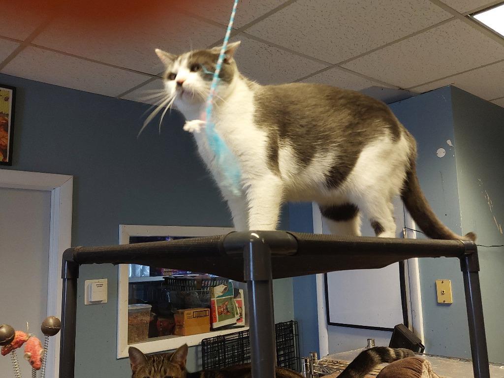 Enlarge Habanero, a Adoptable mixed breed in LIberty, NY image 2/5