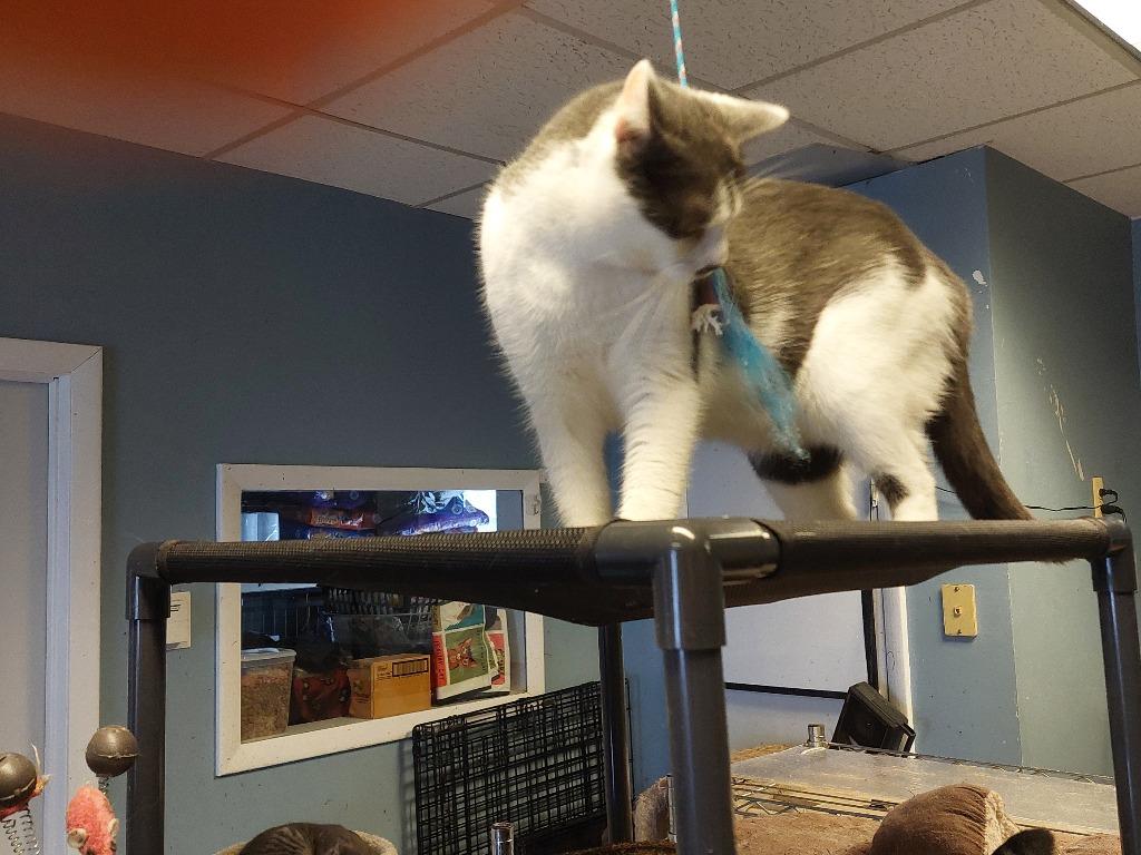 Enlarge Habanero, a Adoptable mixed breed in LIberty, NY image 3/5