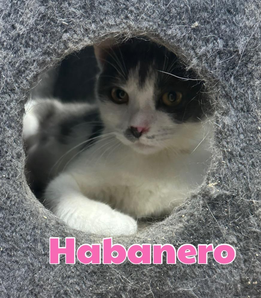 Habanero, a Adoptable mixed breed in LIberty, NY image 1/2