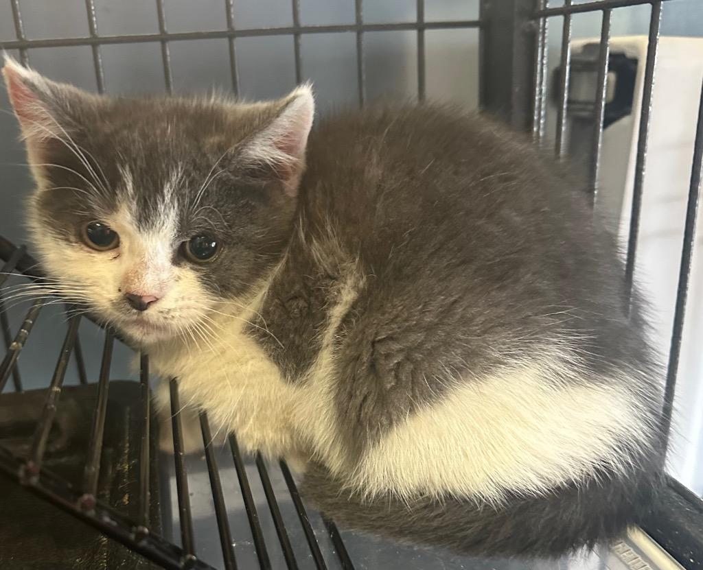 Habanero, a Adoptable mixed breed in LIberty, NY image 2/2