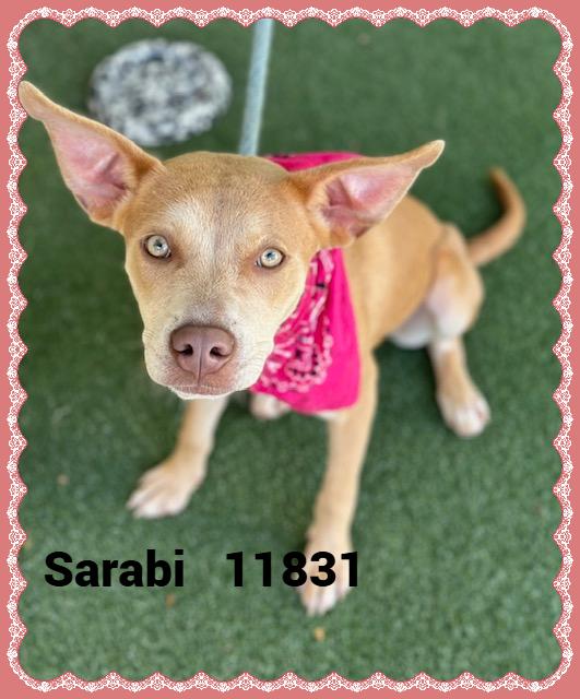 Introducing Sarabi She was brought to the shelter along with her besties Milo and Tychalla on 711