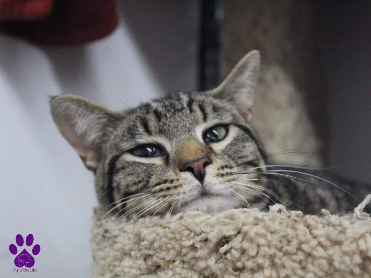 Declan, an adoptable Domestic Short Hair in Missoula, MT, 59808 | Photo Image 3