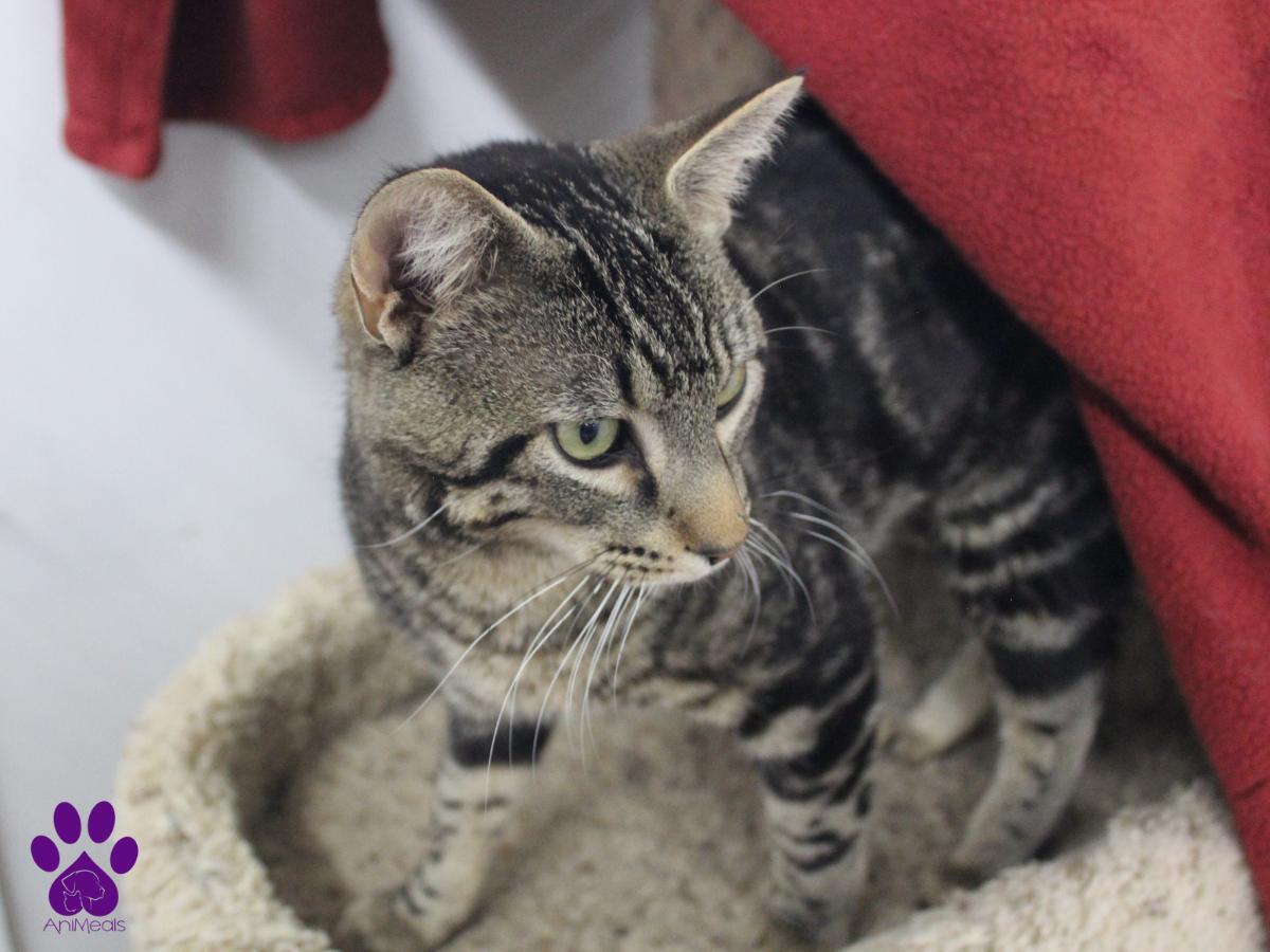 Declan, an adoptable Domestic Short Hair in Missoula, MT, 59808 | Photo Image 2