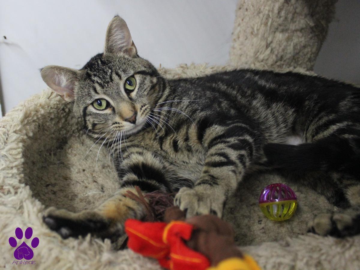 Declan, an adoptable Domestic Short Hair in Missoula, MT, 59808 | Photo Image 4