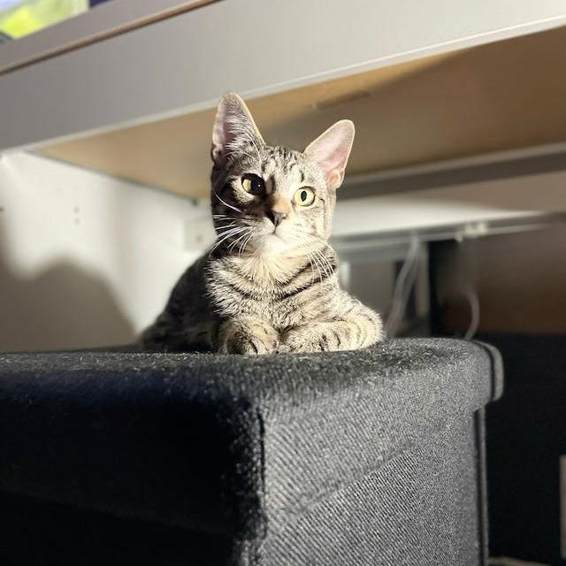 Enlarge Chris Alley Cat, a Adoptable Domestic Short Hair in Middle Village, NY image 1/4