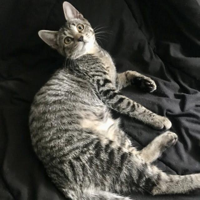 Enlarge Chris Alley Cat, a Adoptable Domestic Short Hair in Middle Village, NY image 3/4