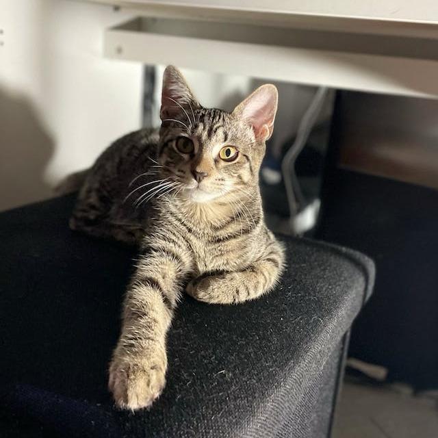 Enlarge Chris Alley Cat, a Adoptable Domestic Short Hair in Middle Village, NY image 4/4