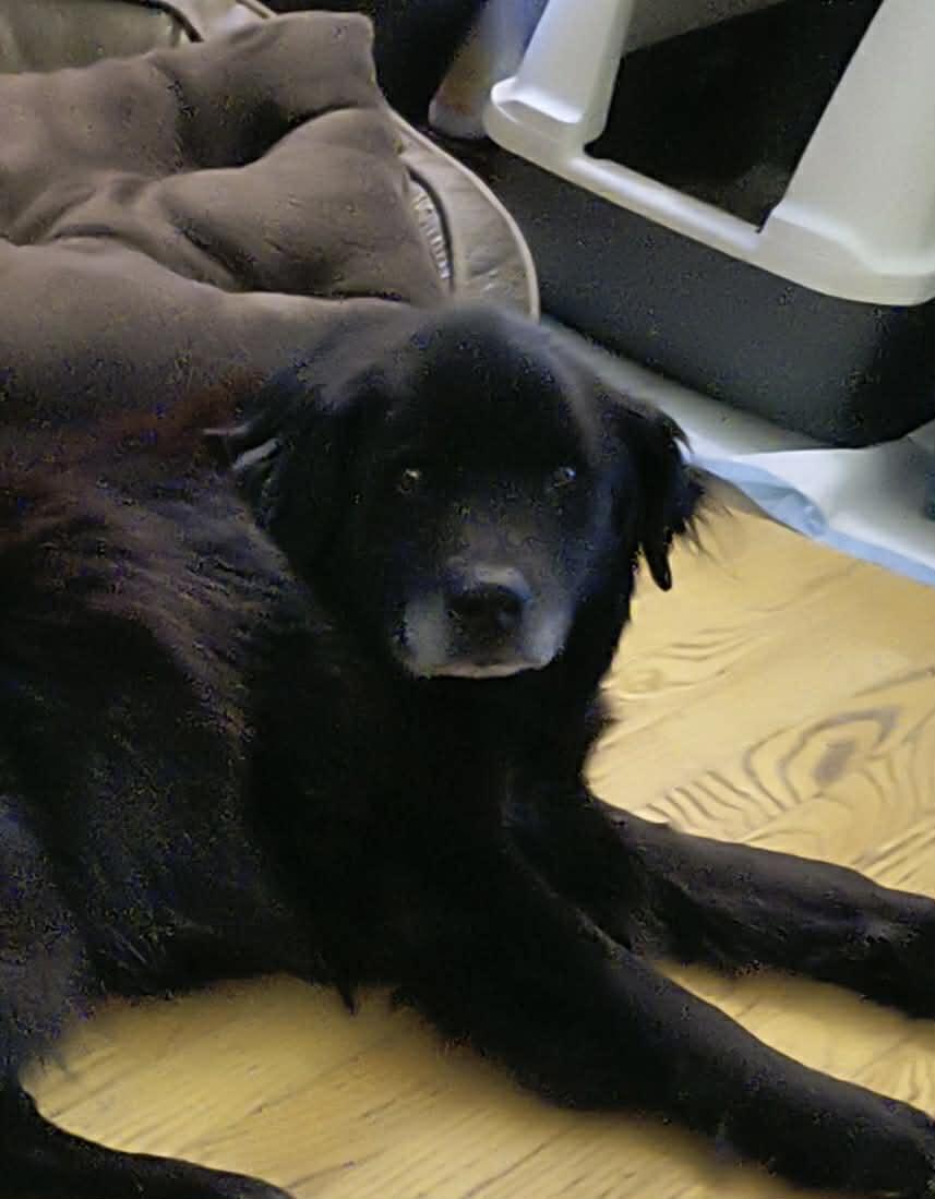 Enlarge Bear. ADOPTED, an adopted mixed breed in Union Grove, WI image 2/4