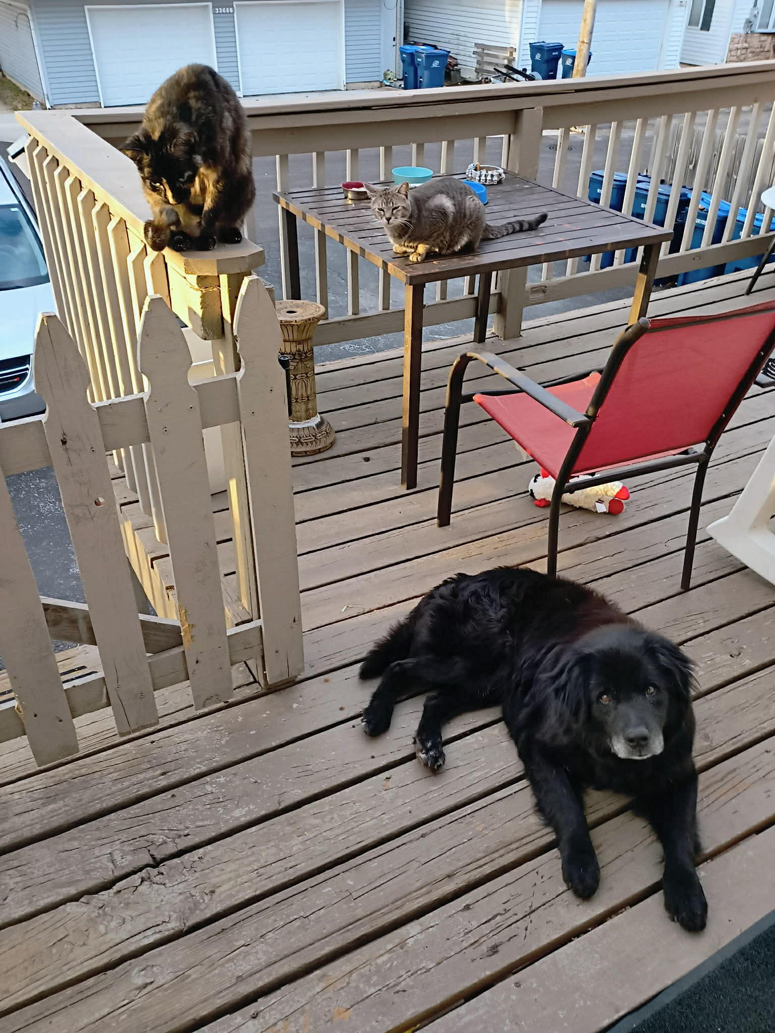 Enlarge Bear. ADOPTED, an adopted mixed breed in Union Grove, WI image 3/4