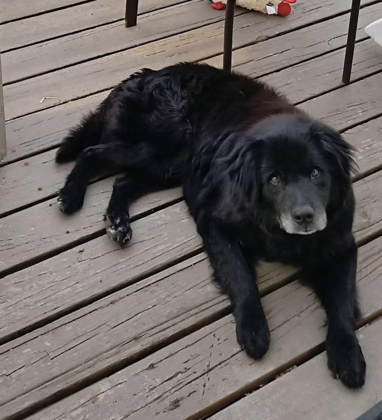 Enlarge Bear. ADOPTED, an adopted mixed breed in Union Grove, WI image 1/4