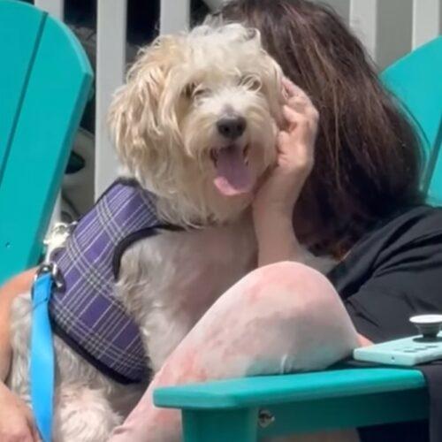 Enlarge Mr.  Marbles, a Adoptable Morkie in Verona, NJ image 1/5