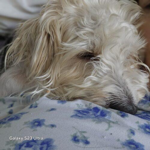 Enlarge Mr.  Marbles, a Adoptable Morkie in Verona, NJ image 2/5