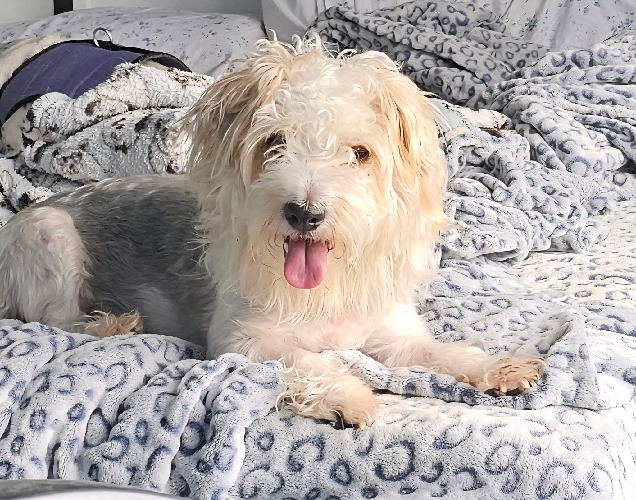 Enlarge Mr.  Marbles, a Adoptable Morkie in Verona, NJ image 3/5