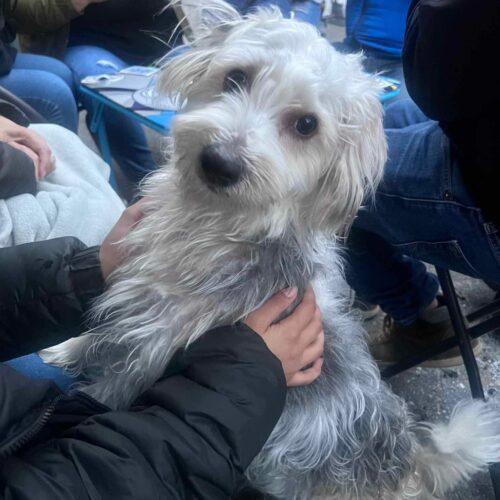 Enlarge Mr.  Marbles, a Adoptable Morkie in Verona, NJ image 4/5