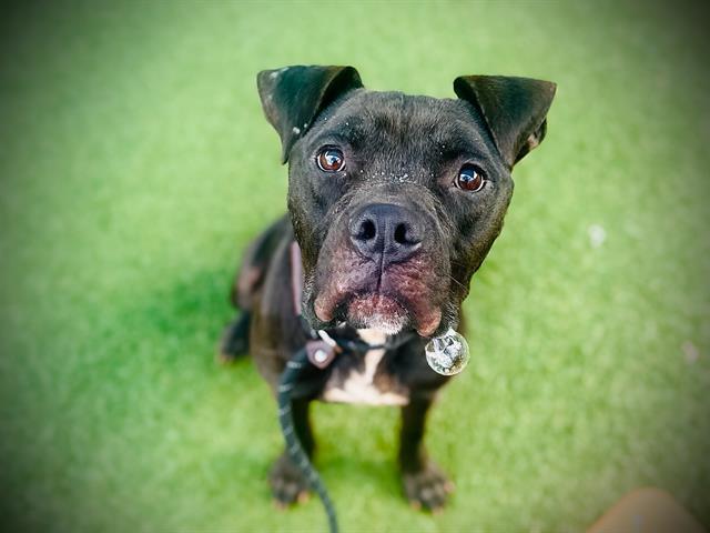 Enlarge CRASH, a Adoptable mixed breed in Orlando, FL image 2/2