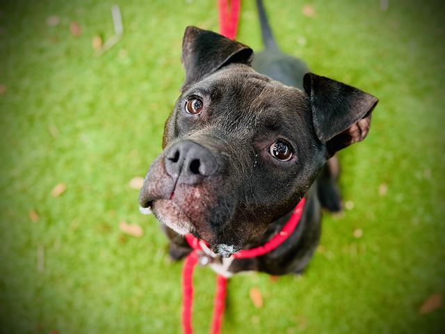 CRASH, Adoptable, Young Male Bullmastiff & Boxer.