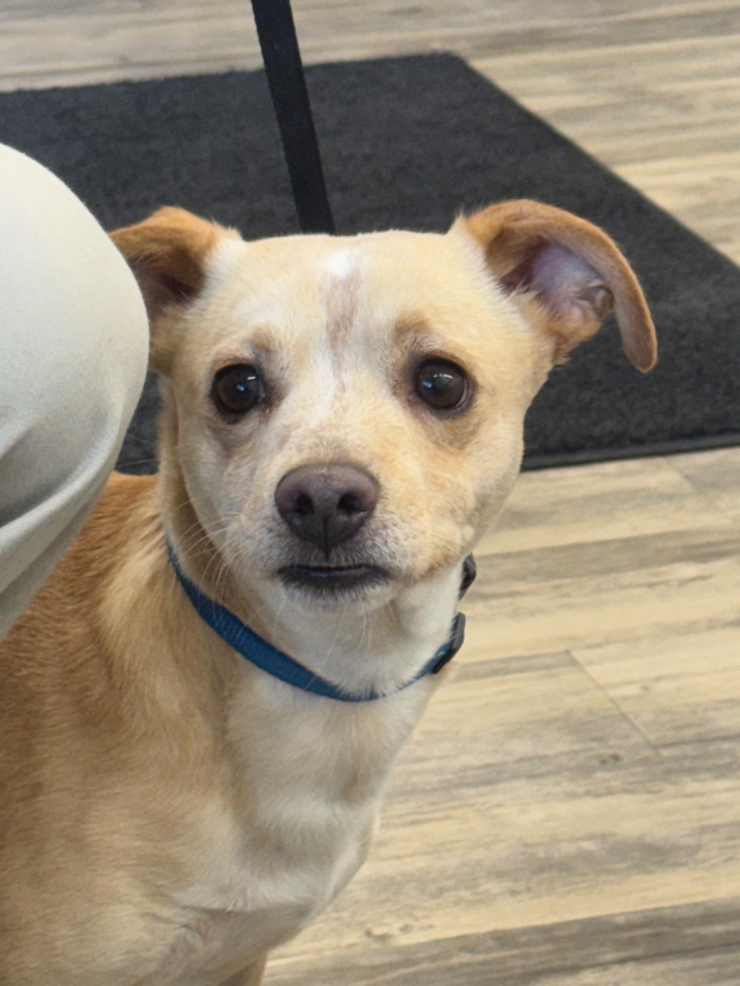 Enlarge Kiko 0126, a Adoptable mixed breed in Sonora, CA image 2/2