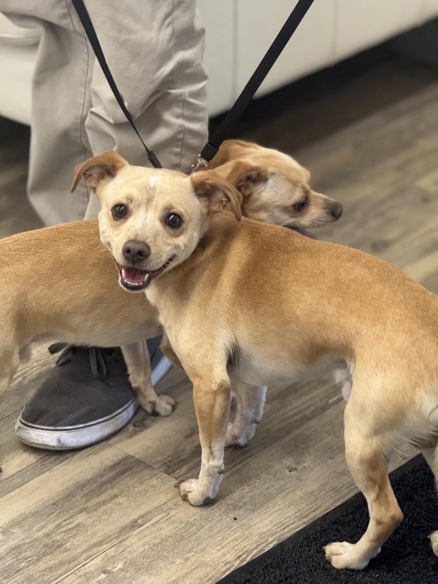 Enlarge Kiko 0126, a Adoptable mixed breed in Sonora, CA image 1/2