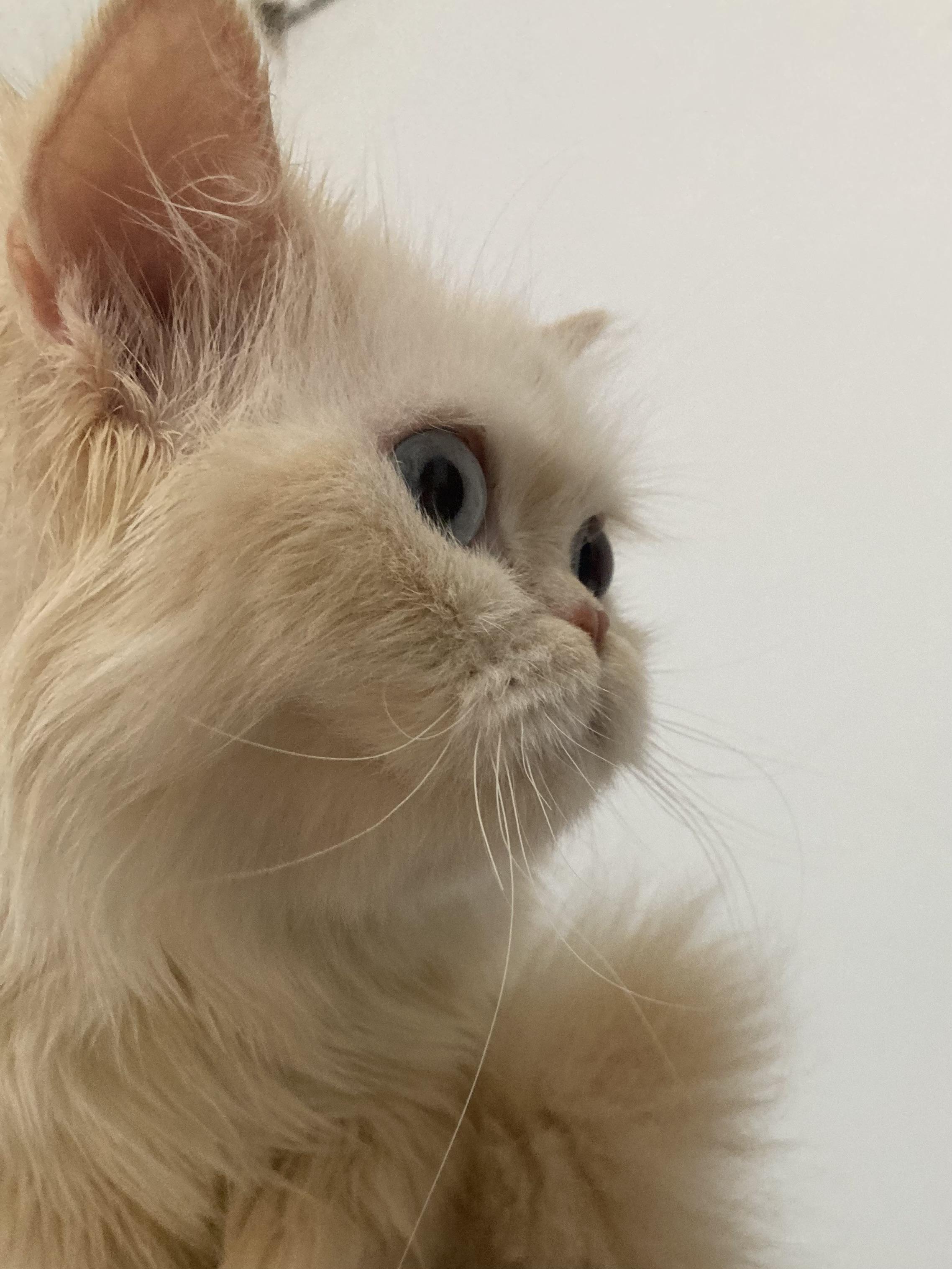 Enlarge Sandy, a ADOPTABLE mixed breed in North York, ON image 2/6