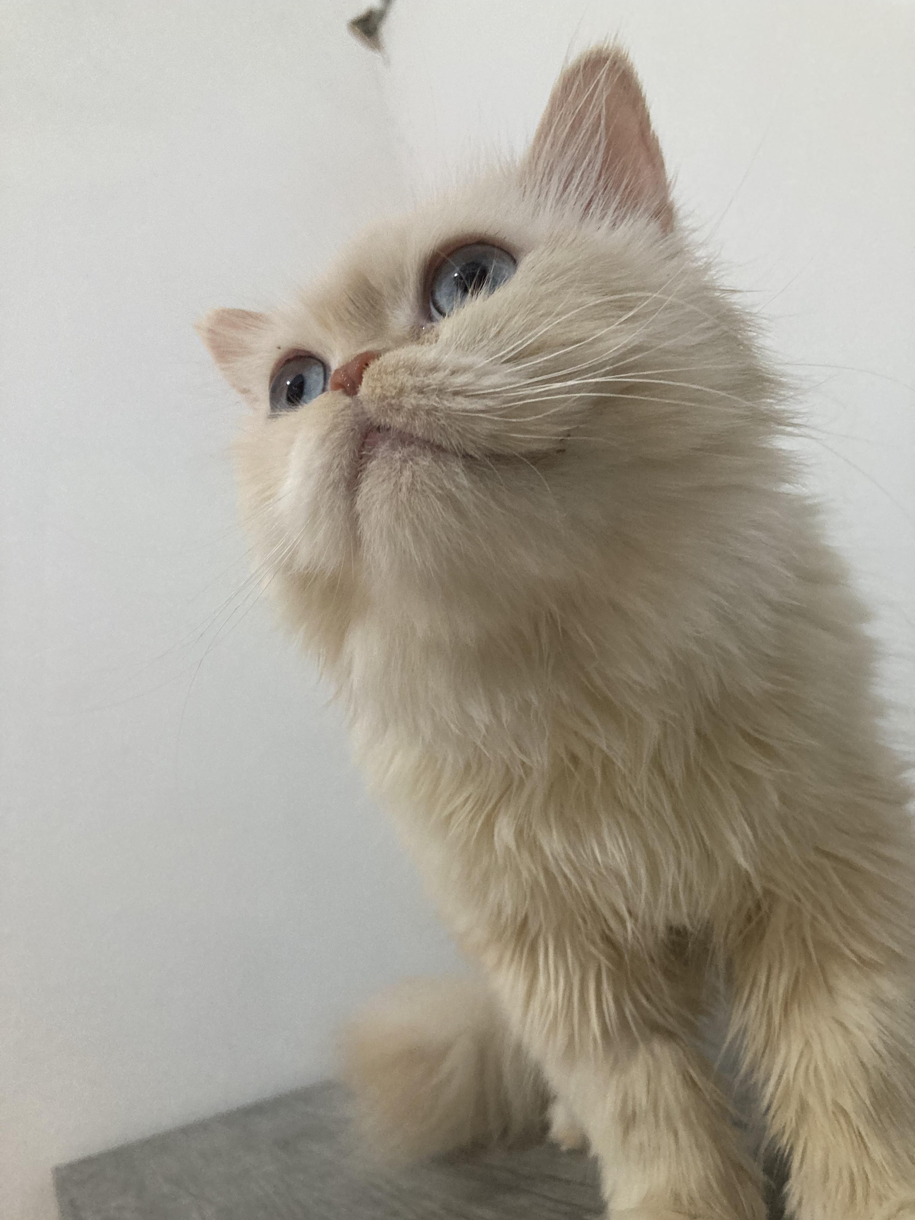 Enlarge Sandy, a ADOPTABLE mixed breed in North York, ON image 4/6