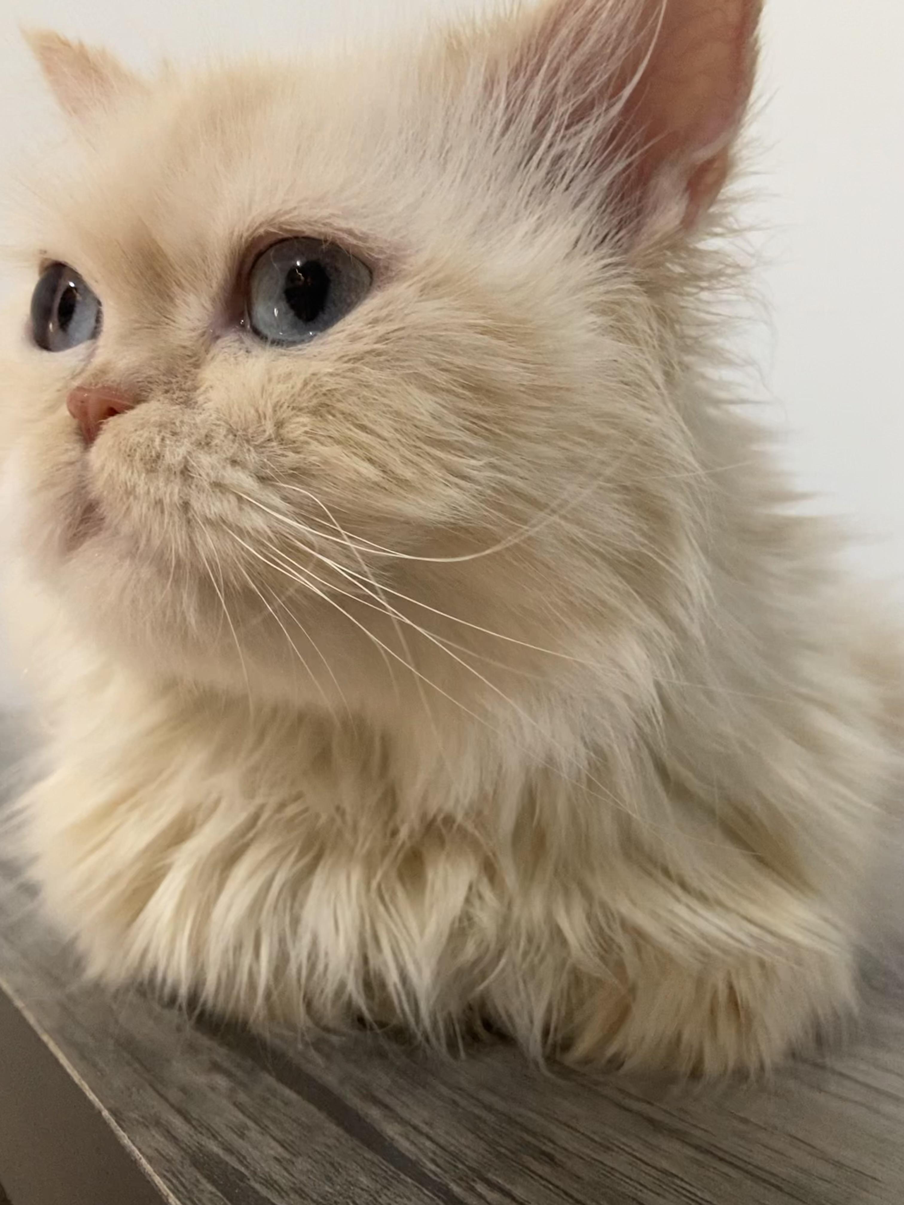 Enlarge Sandy, a ADOPTABLE mixed breed in North York, ON image 3/6