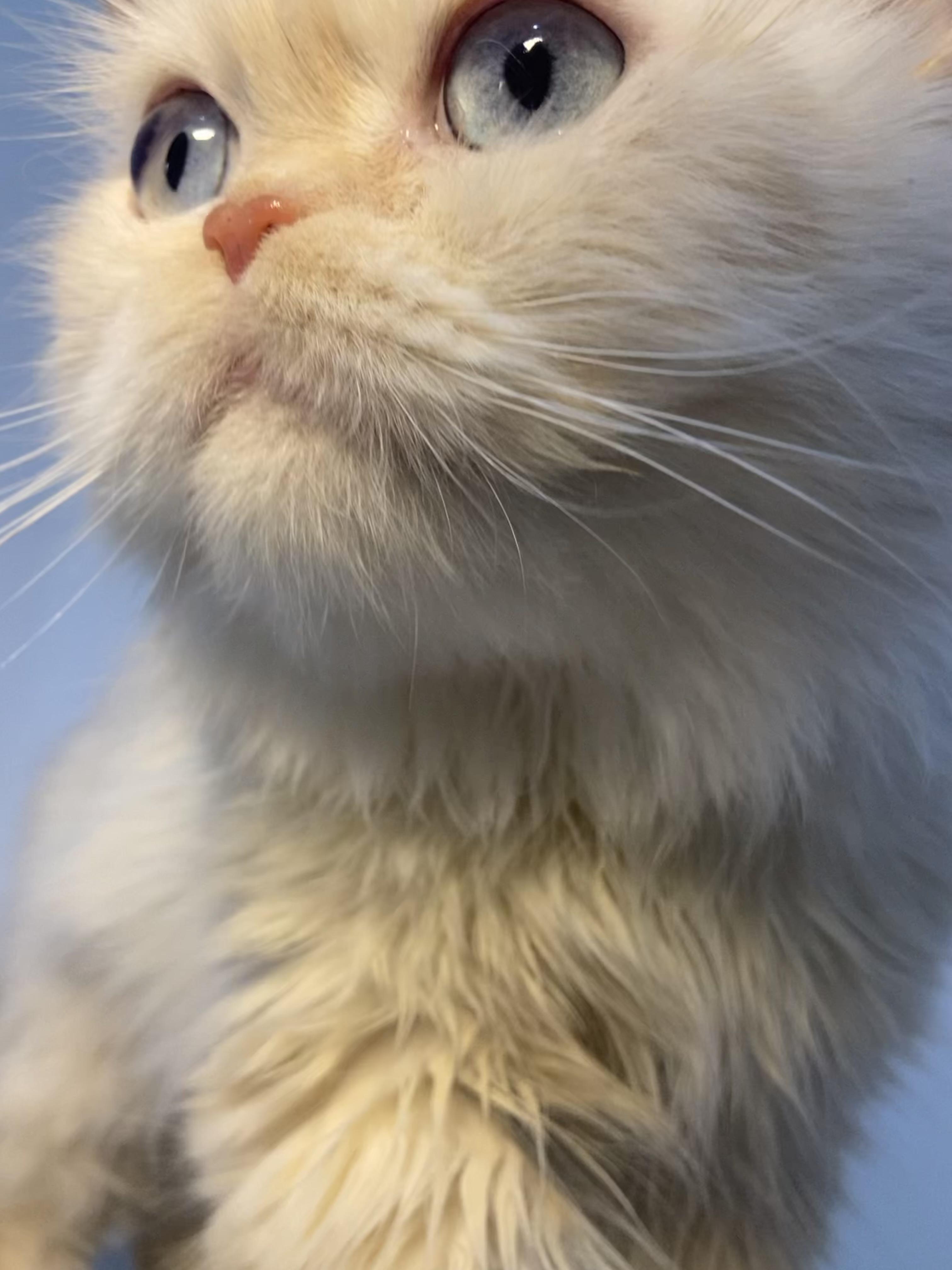 Enlarge Sandy, a ADOPTABLE mixed breed in North York, ON image 1/6