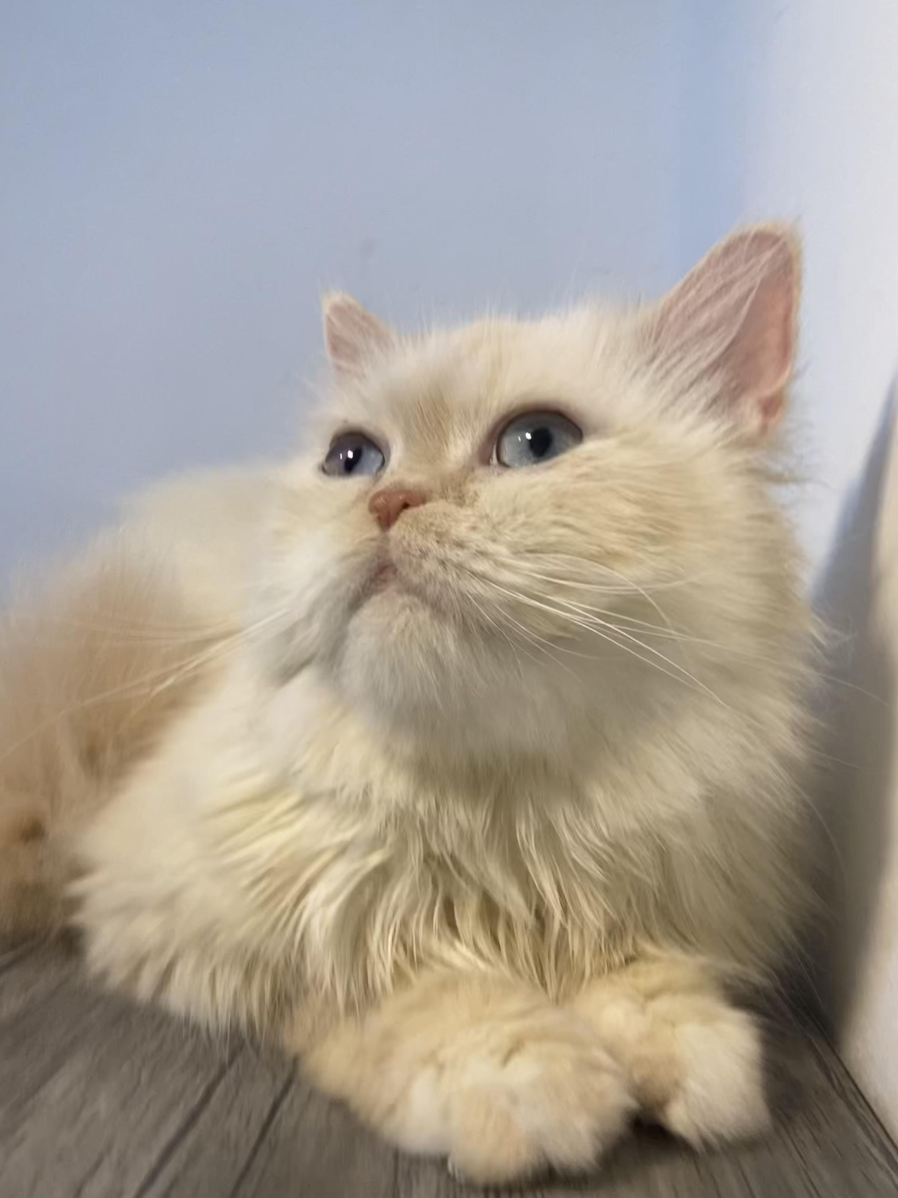 Enlarge Sandy, a ADOPTABLE mixed breed in North York, ON image 5/6