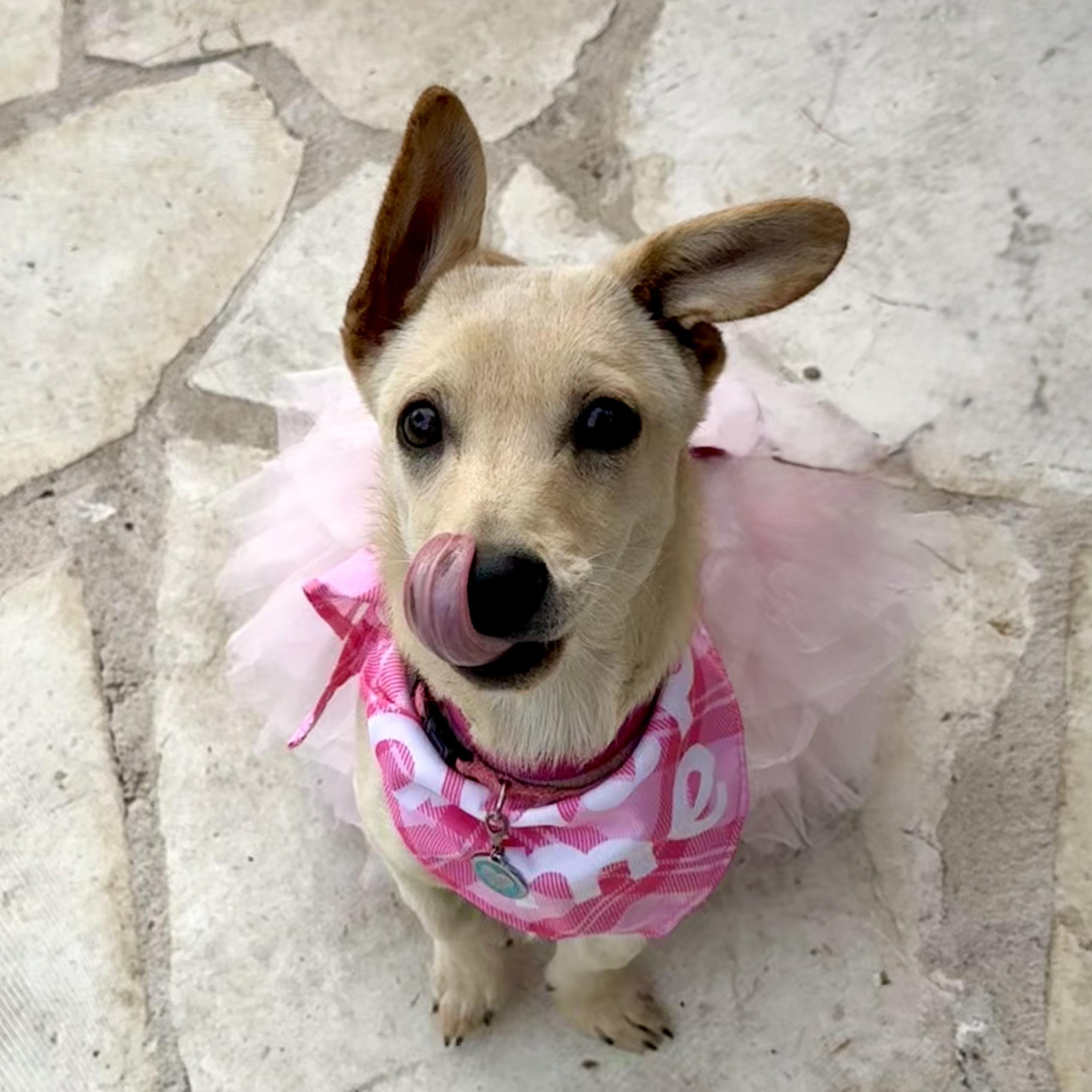 Enlarge Blondie is a girlie girl 17 pounds, a Adoptable mixed breed in North Branford, CT image 4/6