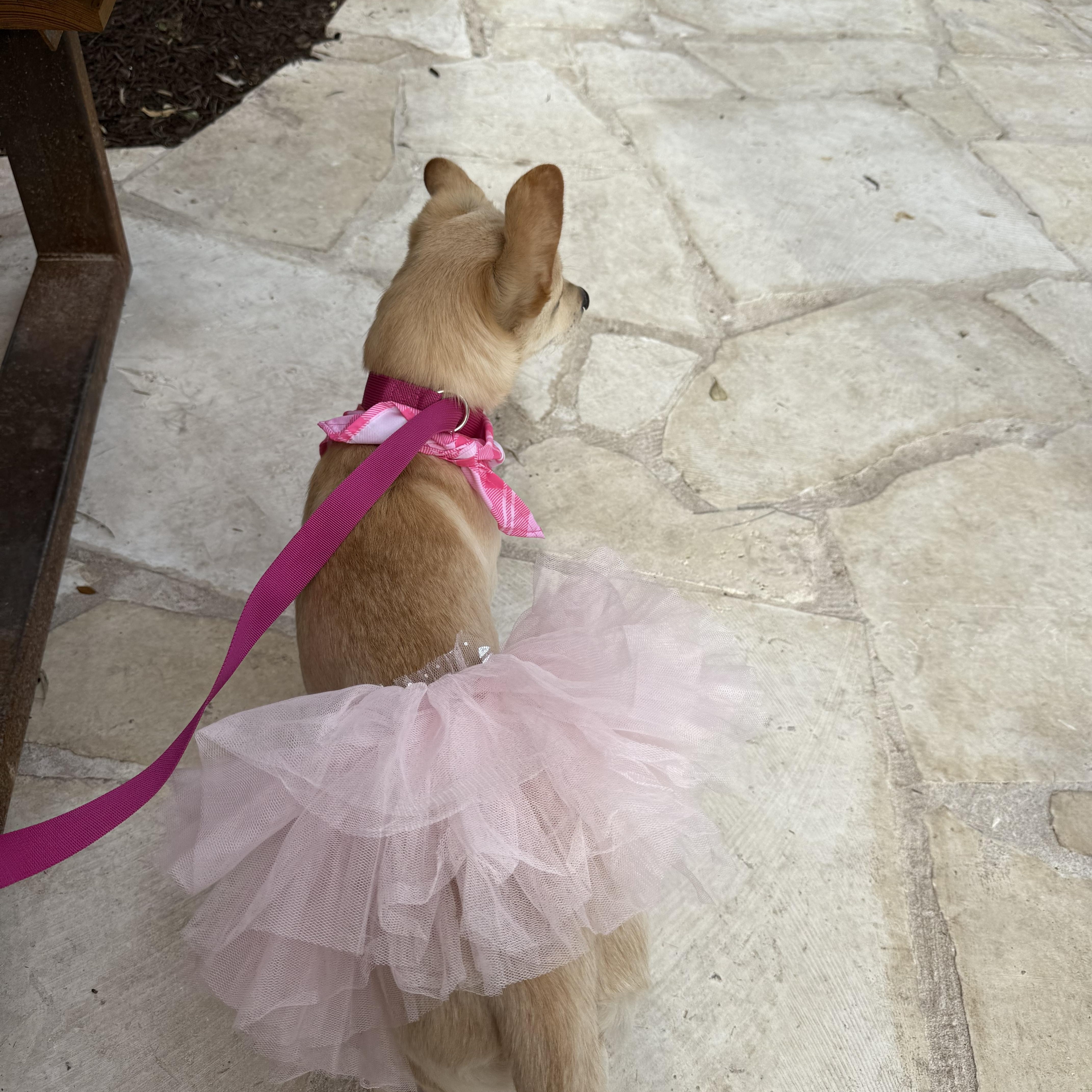 Enlarge Blondie is a girlie girl 17 pounds, a Adoptable mixed breed in North Branford, CT image 3/6