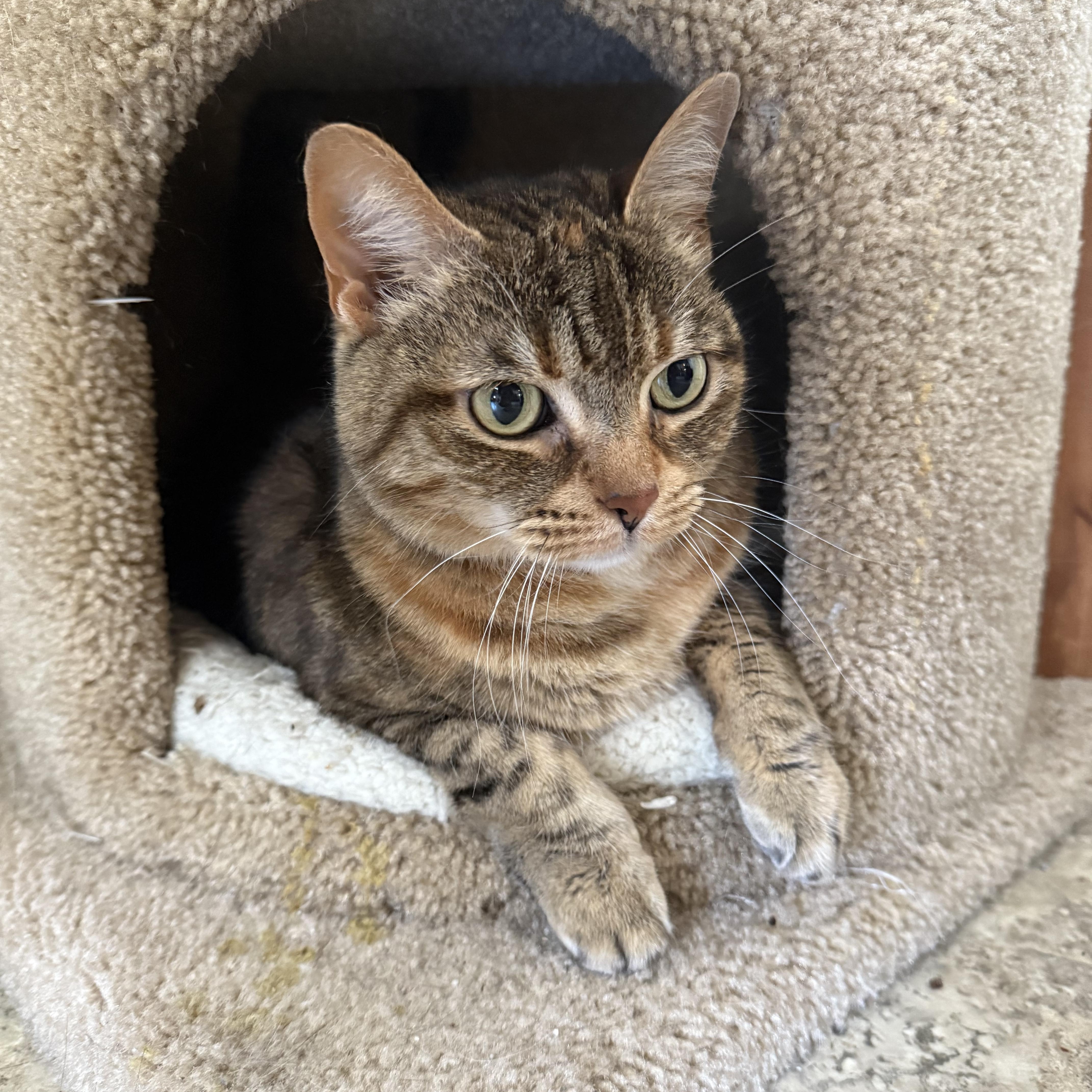 Enlarge Kitty, an adopted Domestic Short Hair in Hendersonville, TN image 1/1