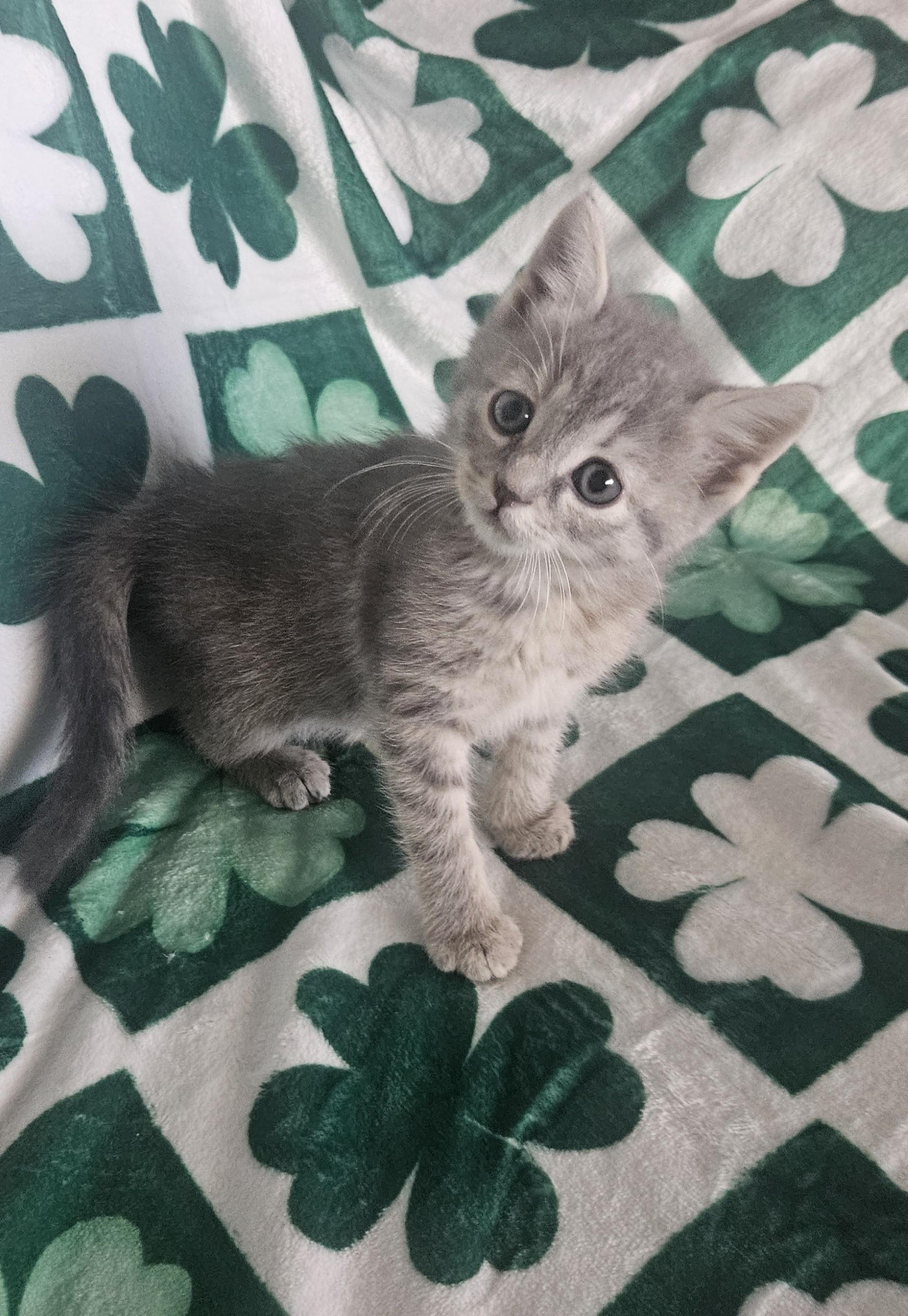 Emerald, an adopted mixed breed in Racine, WI image 6/6