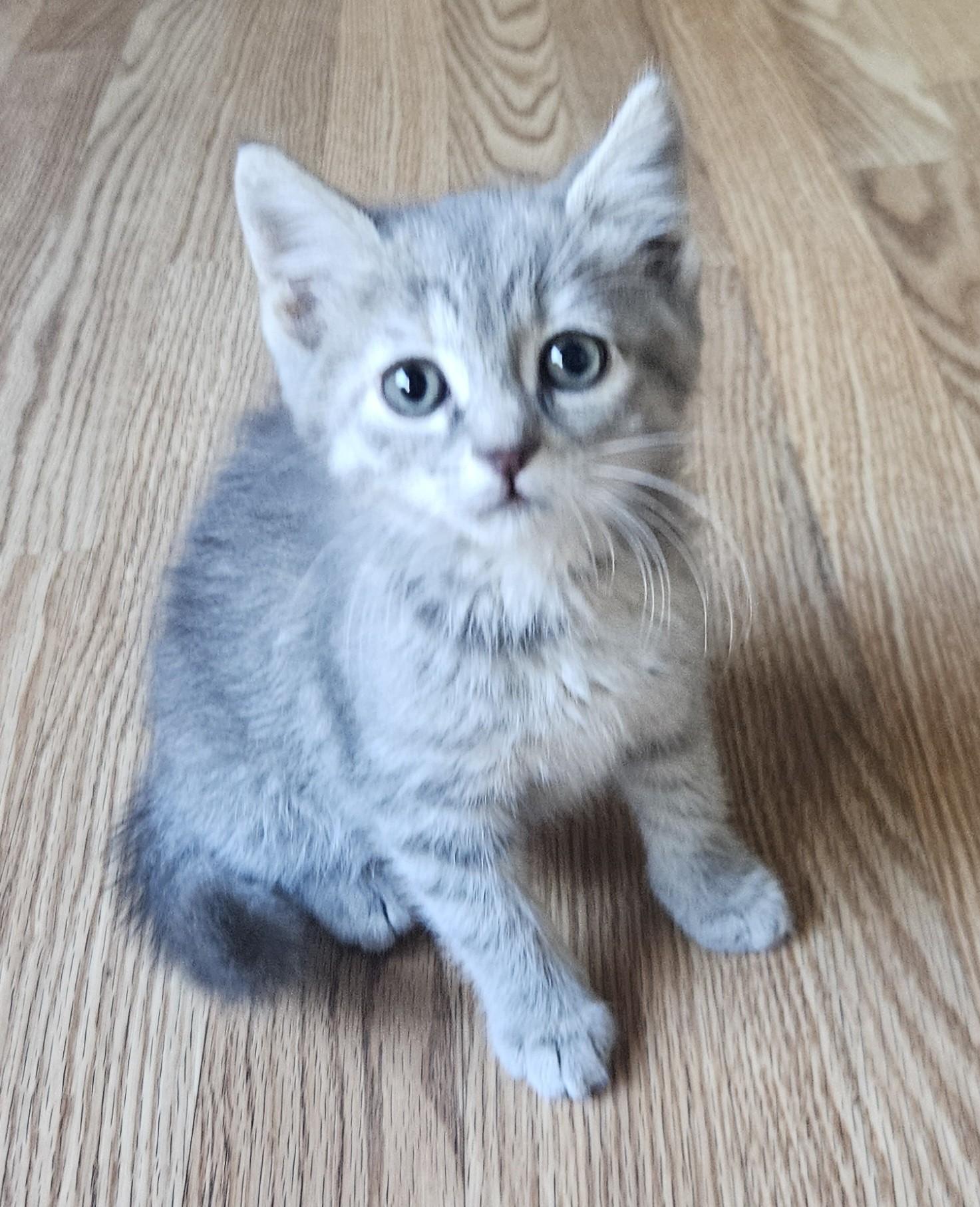 Emerald, an adopted mixed breed in Racine, WI image 1/6
