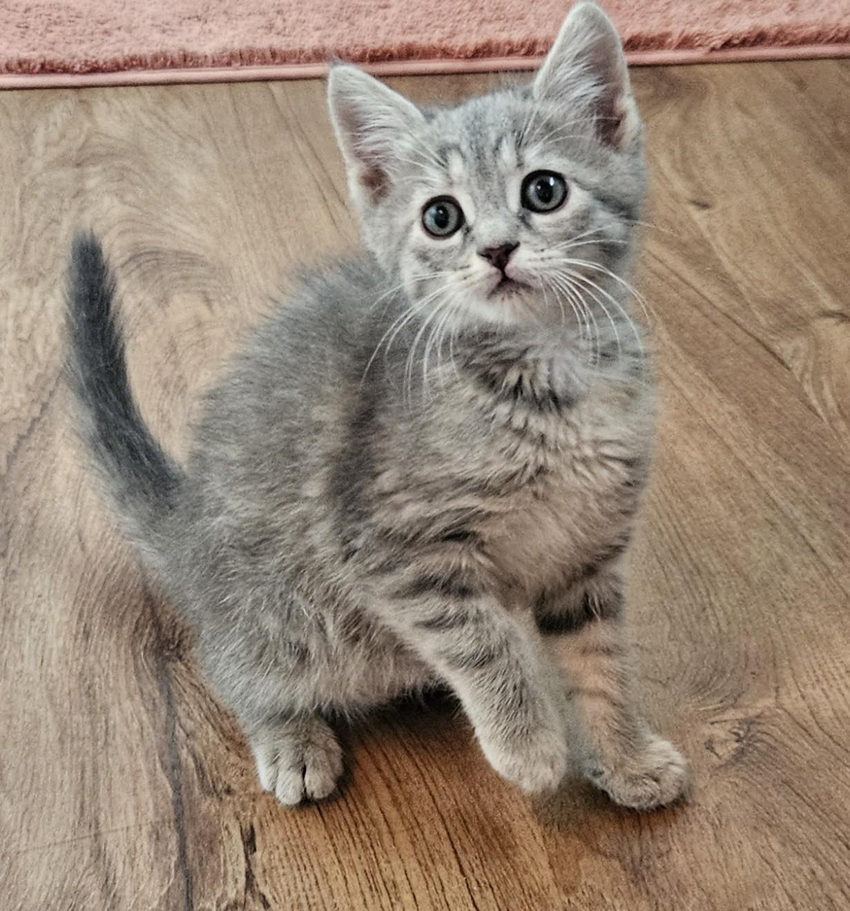Emerald, an adopted mixed breed in Racine, WI image 2/6