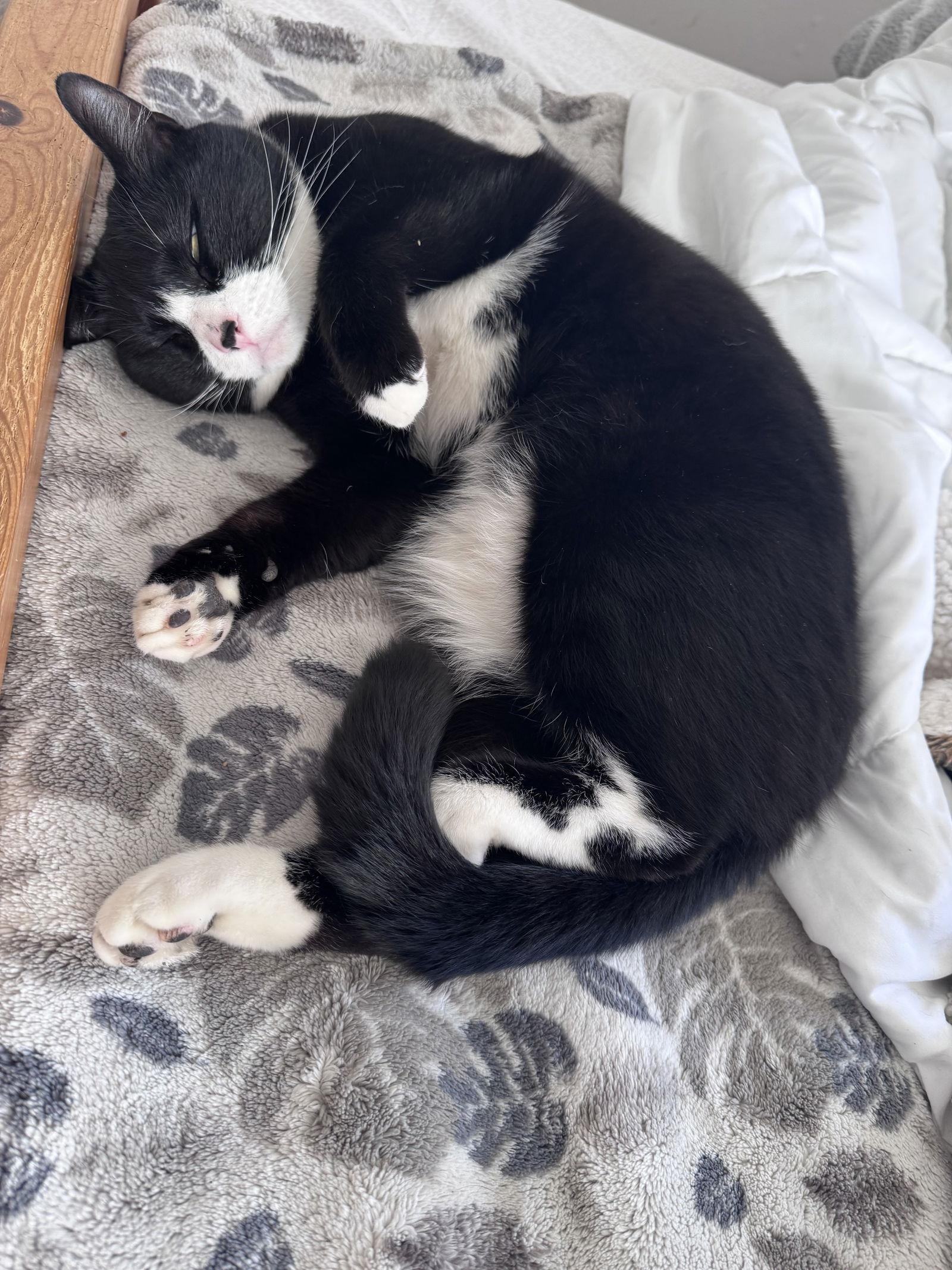 PAISLEY - Young Bi-color, Adoptable, Adult Female Domestic Short Hair & Tuxedo.