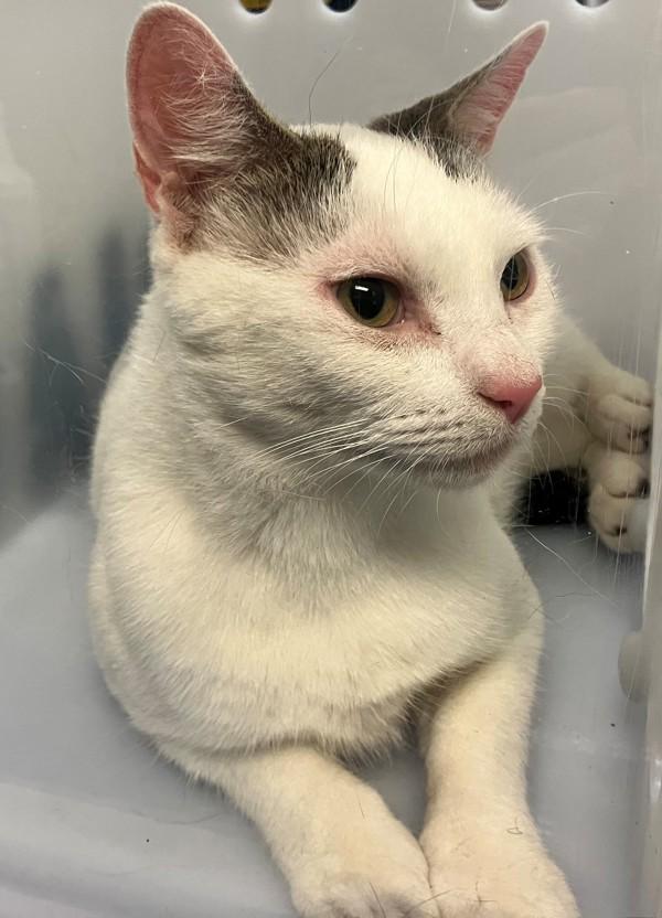 Lulu, Adoptable, Young Female Domestic Short Hair.