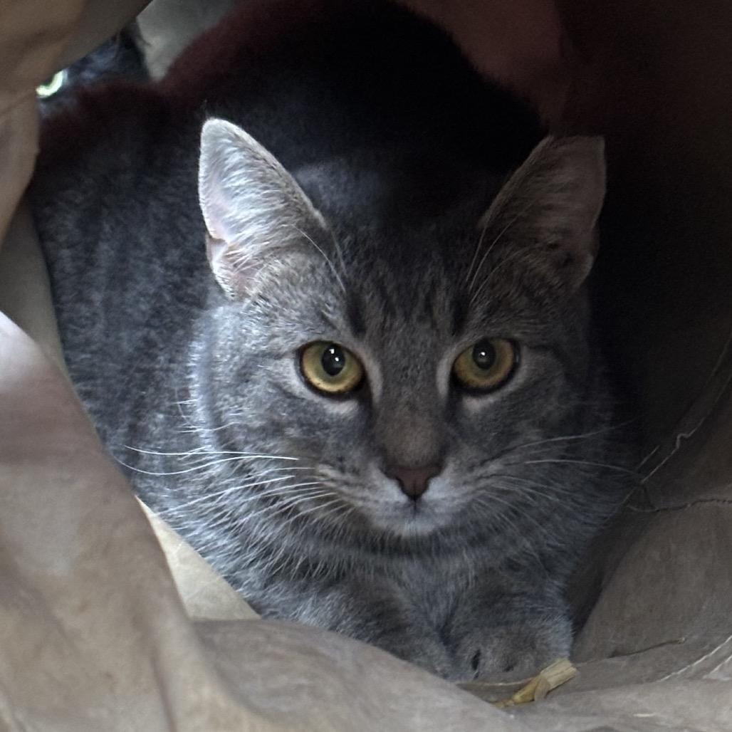 Enlarge Rabbit, a Adoptable Domestic Short Hair in Waynesboro, PA image 1/1