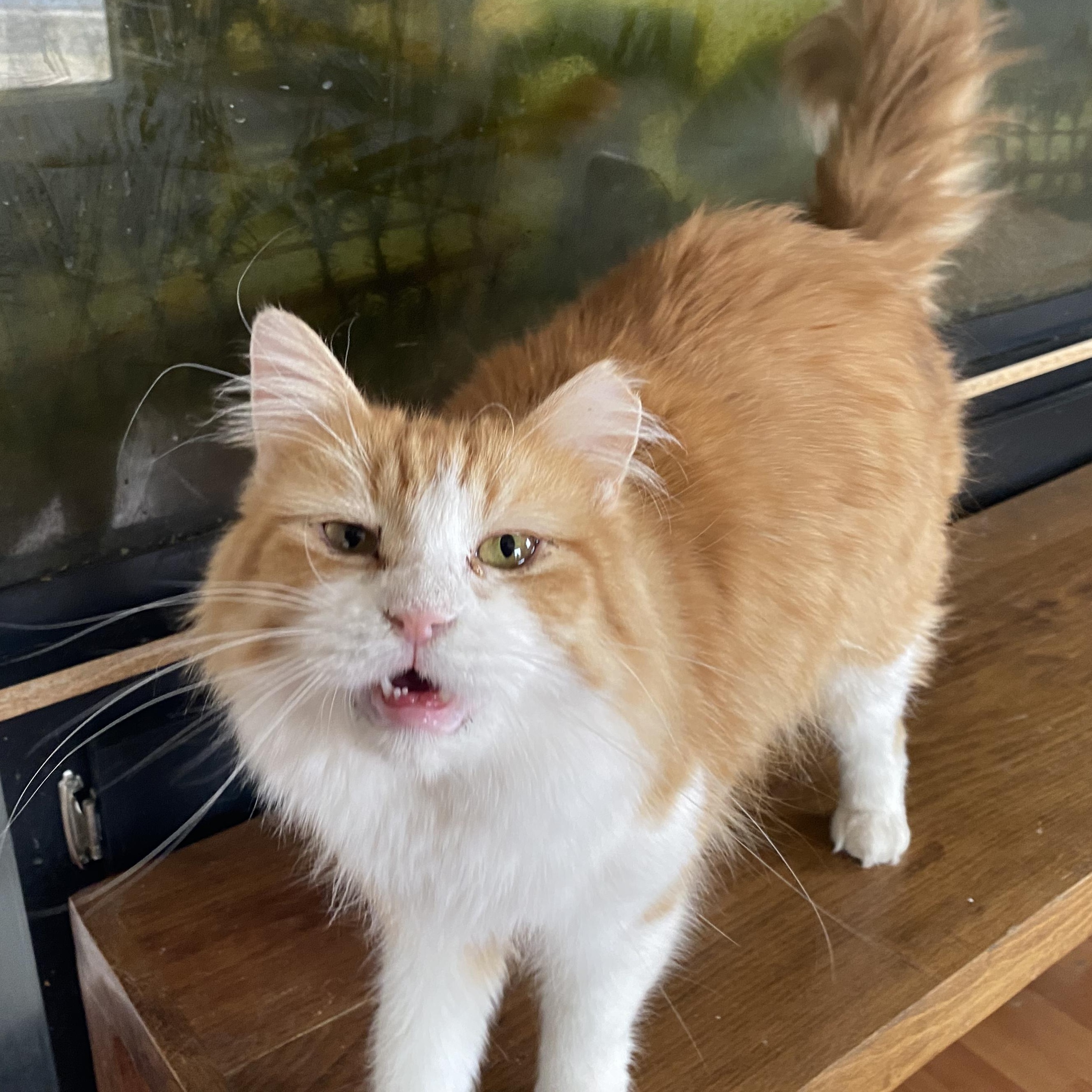 Loba, Adopted, Adult Female Domestic Long Hair.