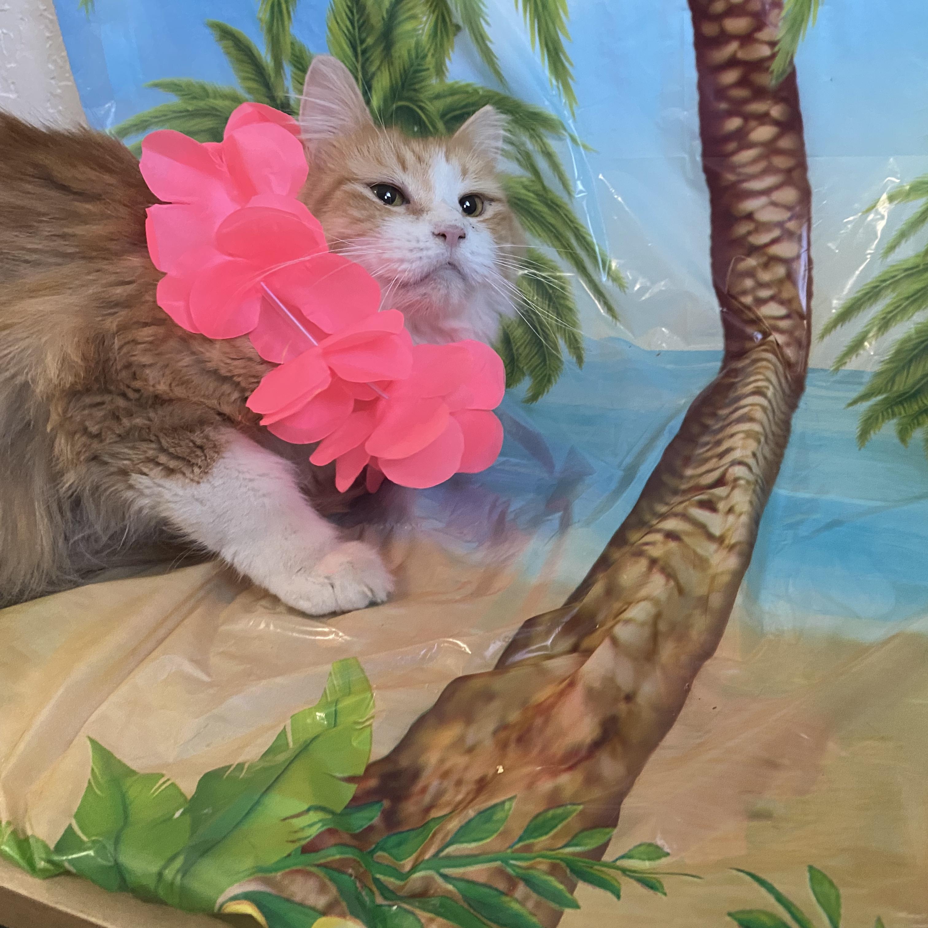 Enlarge Loba, a Adopted Domestic Long Hair in Las Cruces, NM image 2/2