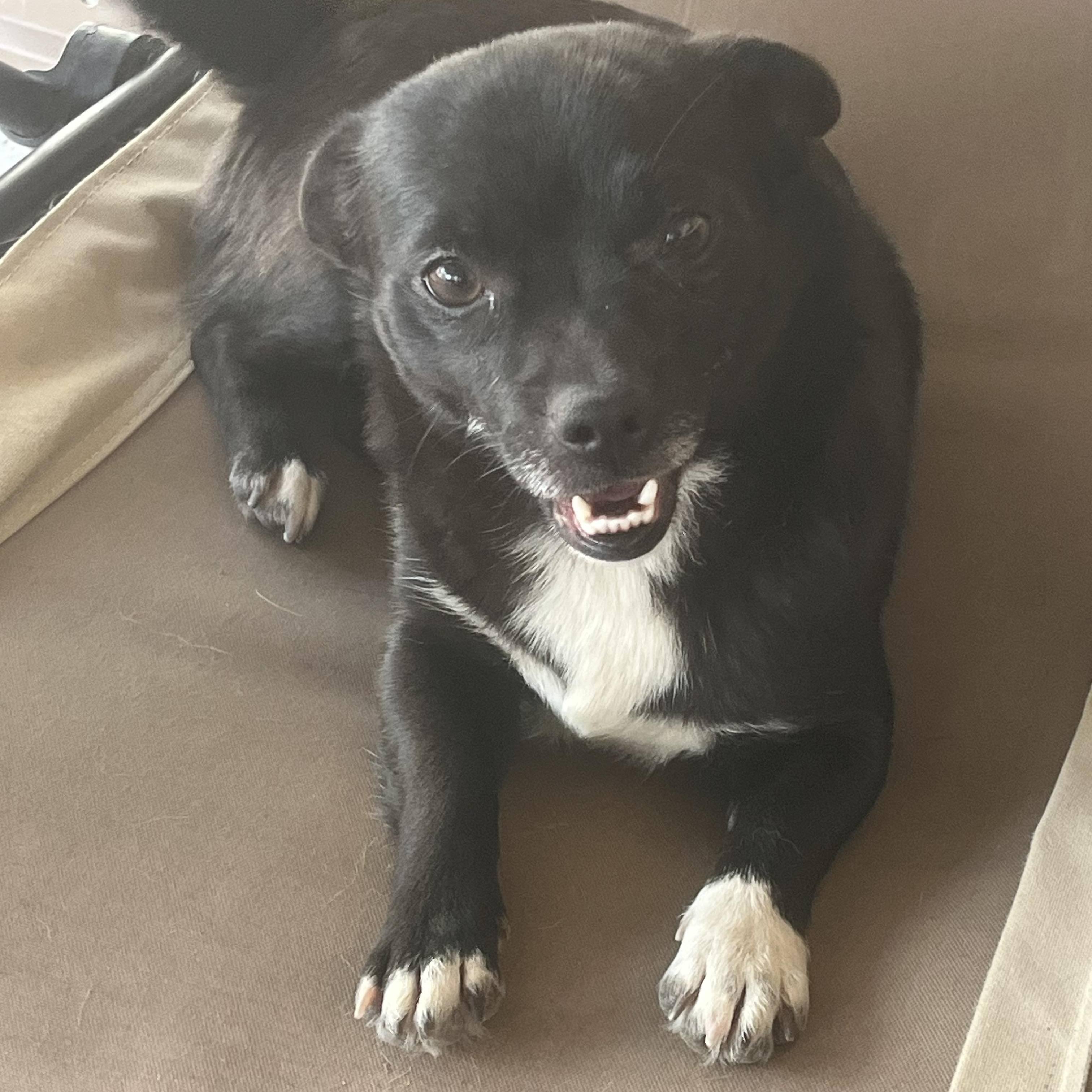 Martha, adopted, Adult Female Chihuahua.